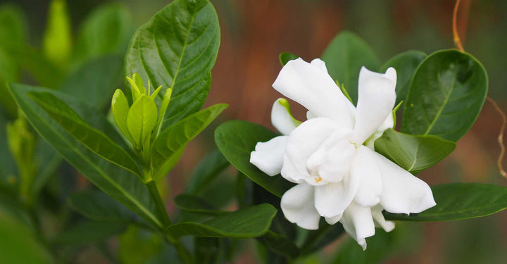 gardenia